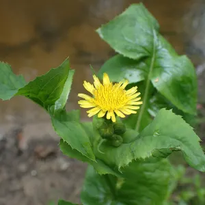 Annual Sow Thistle