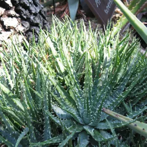 Hedgehog aloe