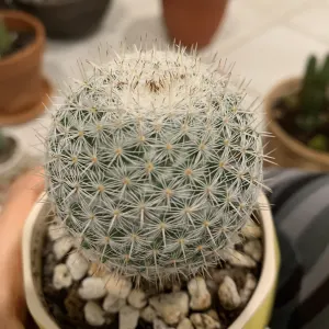 Mexican Pincushion Cactus