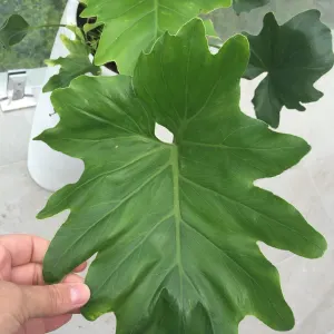Split-leaf Thaumatophyllum
