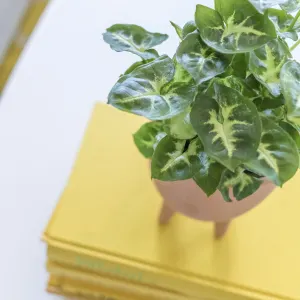 Arrowhead plant