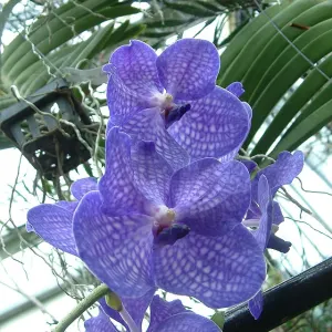 Blue orchid