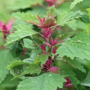 Tree spinach