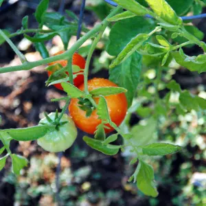 Tomato