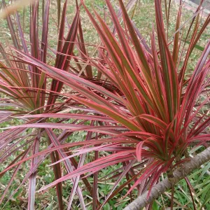 Dragon tree