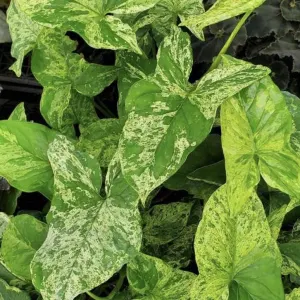 Arrowhead plant