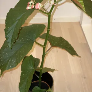 Begonia Lucerna