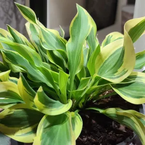 Hosta