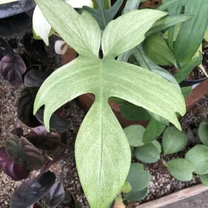 Philodendron 