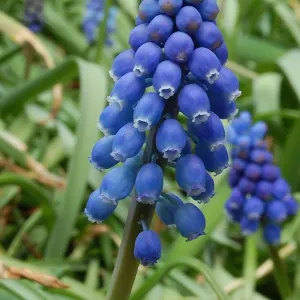 Starch grape hyacinth