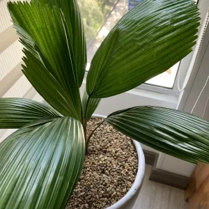 Licuala palm