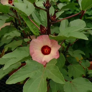 Roselle