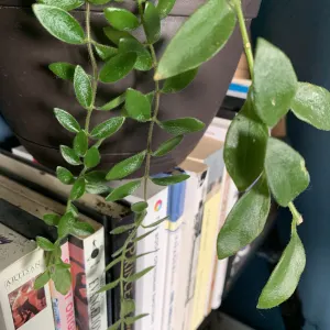 Mona lisa lipstick plant