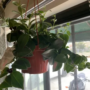 Mona lisa lipstick plant