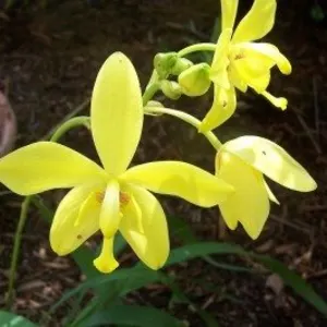 Kimball's Spathoglottis