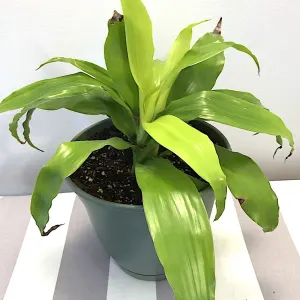 Dracaena