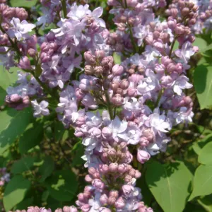 Lilac