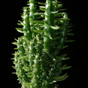 Eve's Needle Cactus