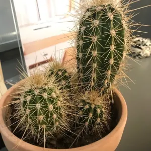 Colore: Verde Diverse Misure Fryetts Cactus Paraspifferi a Forma di Cactus SCHÖNER LEBEN Bello da Vivere Naturale-Verde 80cm Länge 