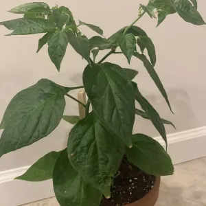Pepper