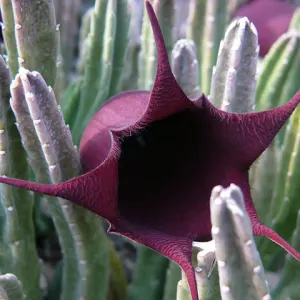 Black Bells
