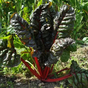 Chard