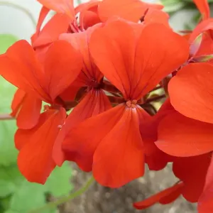 Pelargonium inquinans
