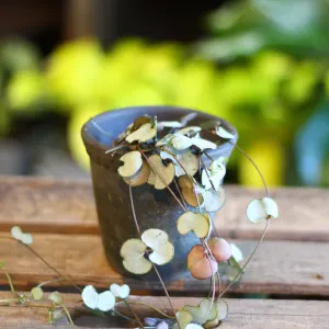 String of Hearts
