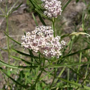 Narrowleaf milkweed