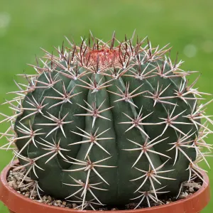 Cone-like Turk's-head Cactus