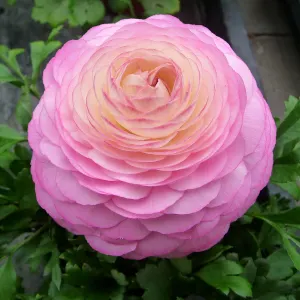 Garden ranunculus