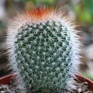 Bristle brush cactus
