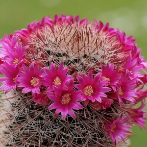 Bristle brush cactus