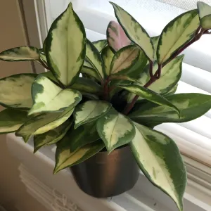 Porcelain Flower