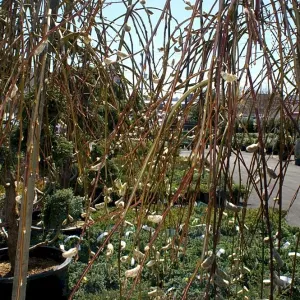 Weeping pussy willow