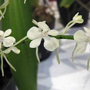 Aerangis citrata