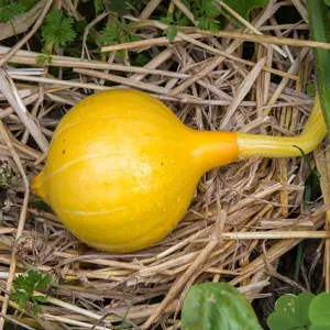 Red Kuri Squash
