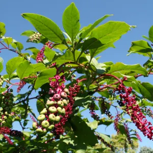 American pokeweed