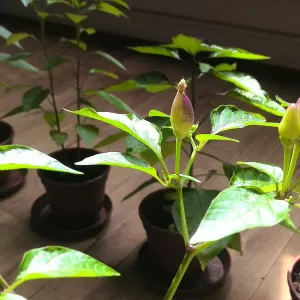 Pepper