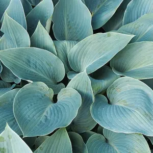 Hosta