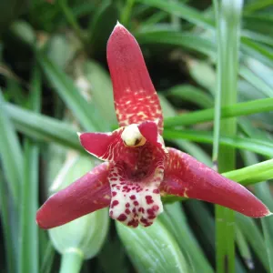 Coconut orchid