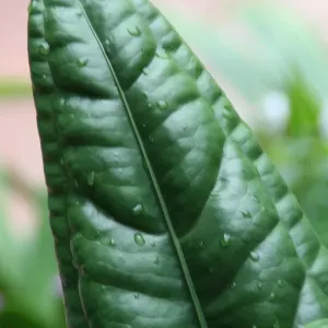 Birds nest anthurium