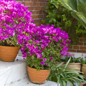 Bougainvillea