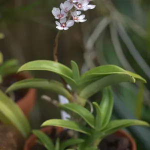Sarcochilus hartmannii
