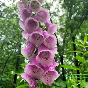 Foxglove