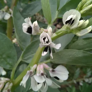 Broad bean