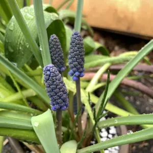 Grape hyacinth