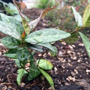 Asiatic Jasmine