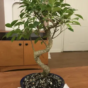 The Ginseng Ficus