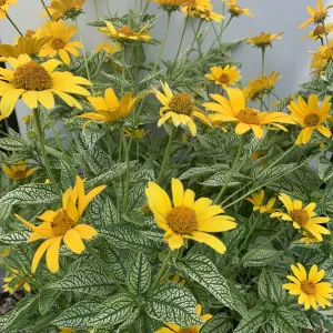 False sunflower